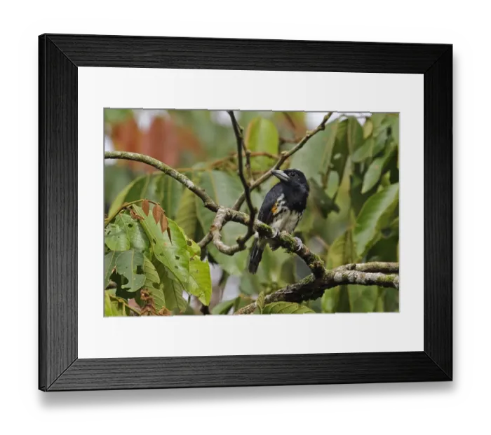 Framed Print : Spot-crowned Barbet (Capito maculicoronatus maculicoronatus) adult female, perched on branch, El Valle, Panama Framed Print : Spot-crowned Barbet (Capito maculicoronatus maculicoronatus) adult female, perched on branch, El Valle, Panama