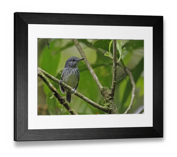 Framed Print : Spot-crowned Antvireo (Dysithamnus puncticeps) adult male, perched on twig, El Valle, Panama, November Framed Print : Spot-crowned Antvireo (Dysithamnus puncticeps) adult male, perched on twig, El Valle, Panama, November