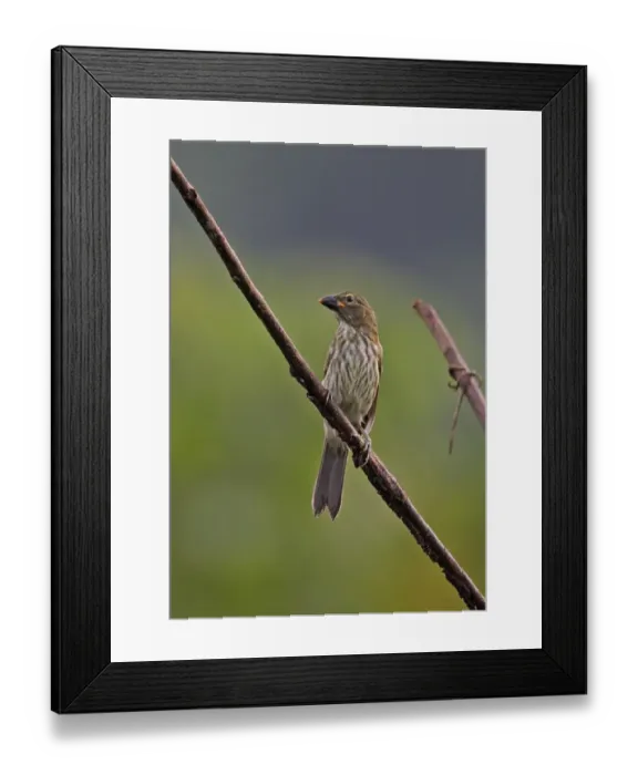 Framed Print : Streaked Saltator (Saltator striatipectus isthmicus) adult, perched on branch, Rio Indio, Panama, October Framed Print : Streaked Saltator (Saltator striatipectus isthmicus) adult, perched on branch, Rio Indio, Panama, October