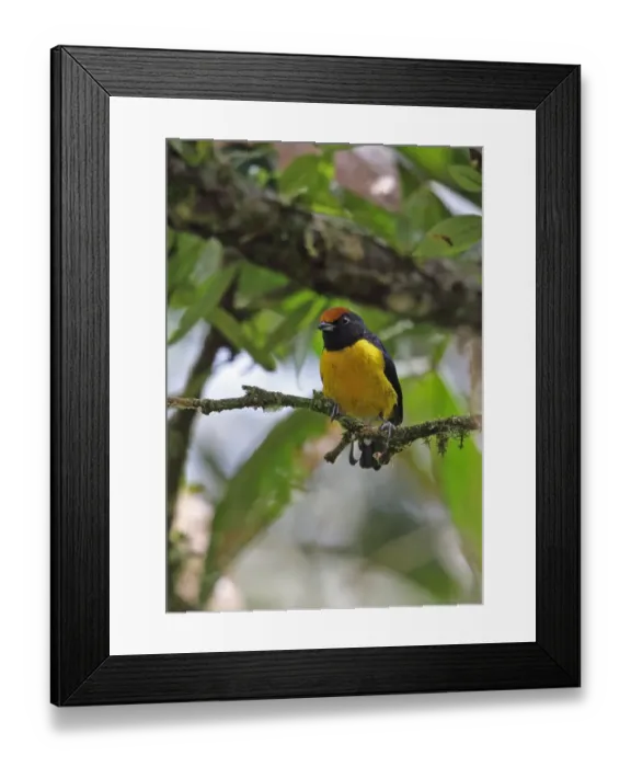 Framed Print : Tawny-capped Euphonia (Euphonia anneae rufivertex) adult male, perched on twig, Rio Indio, Panama, October Framed Print : Tawny-capped Euphonia (Euphonia anneae rufivertex) adult male, perched on twig, Rio Indio, Panama, October