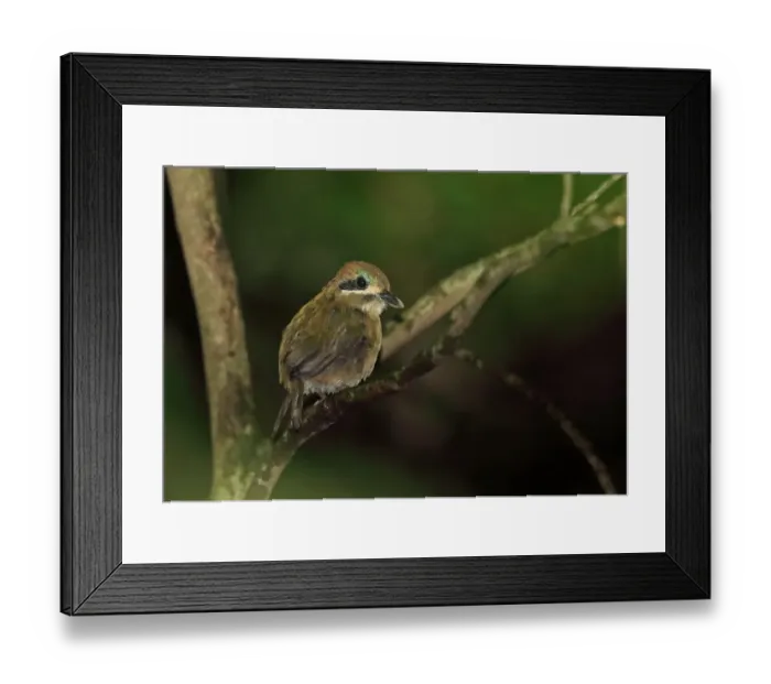 Framed Print : Tody Motmot (Hylomanes momotula obscurus) adult, perched on twig, El Valle, Panama, October Framed Print : Tody Motmot (Hylomanes momotula obscurus) adult, perched on twig, El Valle, Panama, October