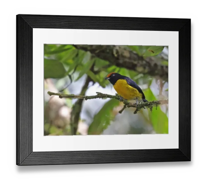 Framed Print : Tawny-capped Euphonia (Euphonia anneae rufivertex) adult male, perched on twig, Rio Indio, Panama, October Framed Print : Tawny-capped Euphonia (Euphonia anneae rufivertex) adult male, perched on twig, Rio Indio, Panama, October