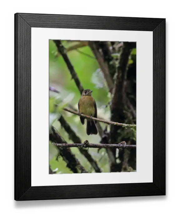 Framed Print : Sulphur-rumped Flycatcher (Myiobius sulphureipygius aureatus) adult, perched on twig, El Valle, Panama, November Framed Print : Sulphur-rumped Flycatcher (Myiobius sulphureipygius aureatus) adult, perched on twig, El Valle, Panama, November