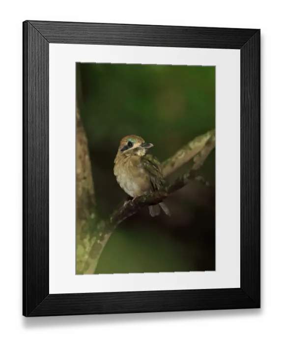 Framed Print : Tody Motmot (Hylomanes momotula obscurus) adult, perched on twig, El Valle, Panama, October