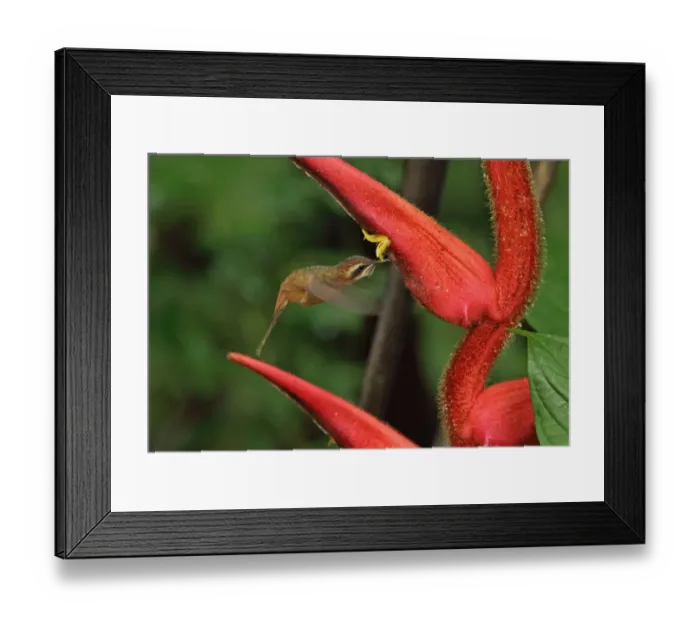 Framed Print : Stripe-throated Hermit (Phaethornis striigularis saturatus) adult, in flight, hovering and feeding at heliconia flower Framed Print : Stripe-throated Hermit (Phaethornis striigularis saturatus) adult, in flight, hovering and feeding at heliconia flower