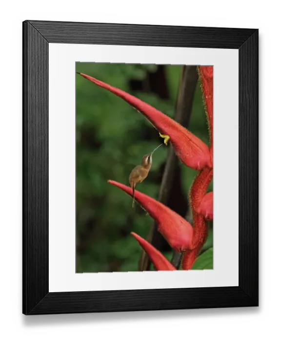 Framed Print : Stripe-throated Hermit (Phaethornis striigularis saturatus) adult, in flight, hovering and feeding at heliconia flower Framed Print : Stripe-throated Hermit (Phaethornis striigularis saturatus) adult, in flight, hovering and feeding at heliconia flower
