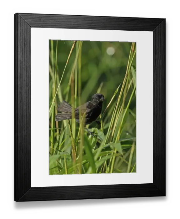Framed Print : Variable Seedeater (Sporophila corvina hicksii) adult male, perched amongst grass, Chagres River, Panama, November Framed Print : Variable Seedeater (Sporophila corvina hicksii) adult male, perched amongst grass, Chagres River, Panama, November