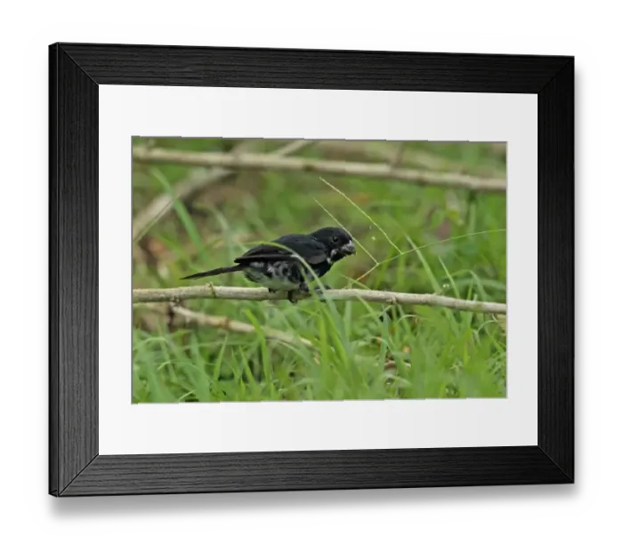 Framed Print : Variable Seedeater (Sporophila corvina hicksii) adult male, feeding on grass seeds, perched on twig, Chagres River