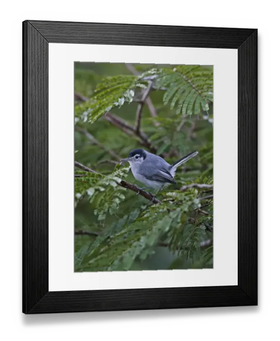 Framed Print : Tropical Gnatcatcher (Polioptila plumbea superciliaris) adult male, perched on twig, Canopy Lodge, Panama, October Framed Print : Tropical Gnatcatcher (Polioptila plumbea superciliaris) adult male, perched on twig, Canopy Lodge, Panama, October