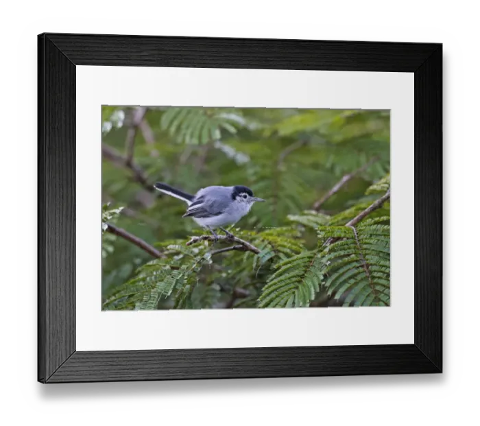 Framed Print : Tropical Gnatcatcher (Polioptila plumbea superciliaris) adult male, perched on twig, Canopy Lodge, Panama, October Framed Print : Tropical Gnatcatcher (Polioptila plumbea superciliaris) adult male, perched on twig, Canopy Lodge, Panama, October