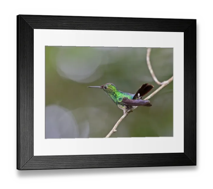 Framed Print : Violet-capped Hummingbird (Goldmania violiceps) immature male, perched on twig, Altos del Maria, Panama, November Framed Print : Violet-capped Hummingbird (Goldmania violiceps) immature male, perched on twig, Altos del Maria, Panama, November