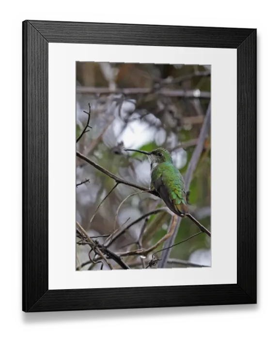 Framed Print : Veraguan Mango (Anthracothorax veraguensis) adult female / immature, perched on twig, Juan Hombron, Panama, October Framed Print : Veraguan Mango (Anthracothorax veraguensis) adult female / immature, perched on twig, Juan Hombron, Panama, October
