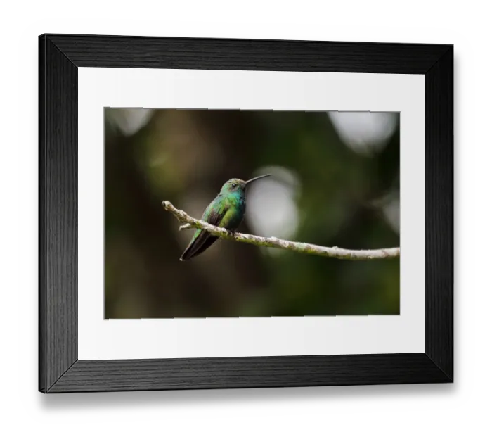 Framed Print : Veraguan Mango (Anthracothorax veraguensis) adult male, perched on twig, Juan Hombron, Panama, October Framed Print : Veraguan Mango (Anthracothorax veraguensis) adult male, perched on twig, Juan Hombron, Panama, October