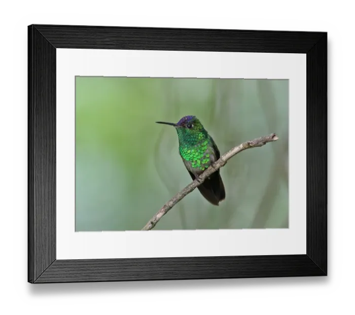 Framed Print : Violet-capped Hummingbird (Goldmania violiceps) adult male, perched on twig, Altos del Maria, Panama, November Framed Print : Violet-capped Hummingbird (Goldmania violiceps) adult male, perched on twig, Altos del Maria, Panama, November