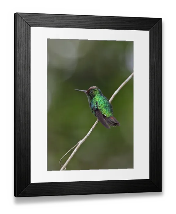 Framed Print : Violet-capped Hummingbird (Goldmania violiceps) adult male, perched on twig, Cerro Azul, Panama, November