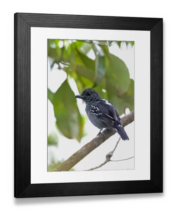 Framed Print : Black-crowned Antshrike (Thamnophilus atrinucha atrinucha) adult male, perched on branch, Rio Indio, Panama, October Framed Print : Black-crowned Antshrike (Thamnophilus atrinucha atrinucha) adult male, perched on branch, Rio Indio, Panama, October