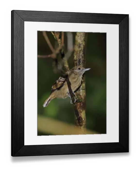 Framed Print : Black-crowned Antshrike (Thamnophilus atrinucha atrinucha) adult female, perched on twig, Pipeline Road, Panama Framed Print : Black-crowned Antshrike (Thamnophilus atrinucha atrinucha) adult female, perched on twig, Pipeline Road, Panama