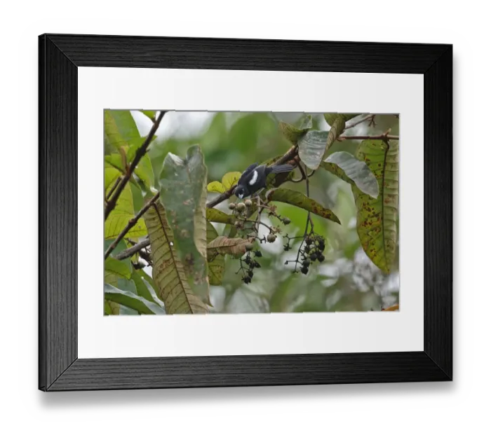 Framed Print : White-shouldered Tanager (Tachyphonus luctuosus panamensis) adult male, feeding in fruiting tree, Rio Indio, Panama Framed Print : White-shouldered Tanager (Tachyphonus luctuosus panamensis) adult male, feeding in fruiting tree, Rio Indio, Panama