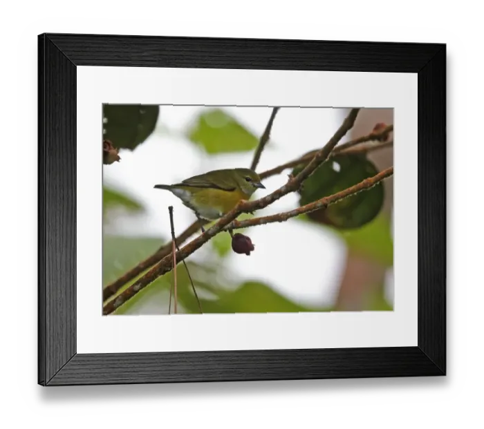 Framed Print : White-vented Euphonia (Euphonia minuta humilis) adult female, perched on twig, Altos del Maria, Panama, October Framed Print : White-vented Euphonia (Euphonia minuta humilis) adult female, perched on twig, Altos del Maria, Panama, October