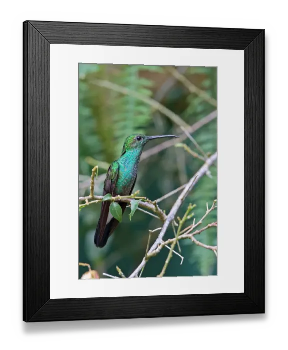 Framed Print : White-vented Plumeleteer (Chalybura buffonii micans) adult male, perched on twig, Canopy Tower, Panama, November Framed Print : White-vented Plumeleteer (Chalybura buffonii micans) adult male, perched on twig, Canopy Tower, Panama, November