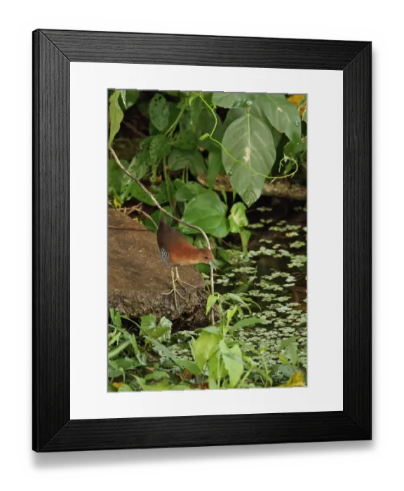 Framed Print : White-throated Crake (Laterallus albigularis albigularis) adult, standing on rock in river, Chagres River, Panama Framed Print : White-throated Crake (Laterallus albigularis albigularis) adult, standing on rock in river, Chagres River, Panama
