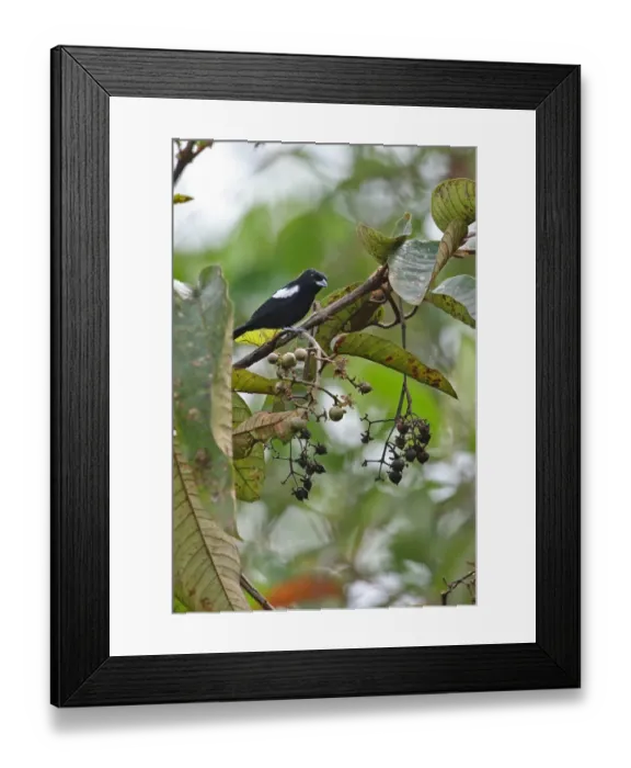 Framed Print : White-shouldered Tanager (Tachyphonus luctuosus panamensis) adult male, feeding in fruiting tree, Rio Indio, Panama