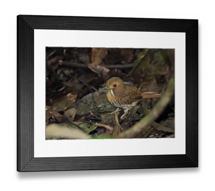 Framed Print : White-whiskered Puffbird (Malacoptila panamensis panamensis) adult, foraging amongst leaf litter on ground Framed Print : White-whiskered Puffbird (Malacoptila panamensis panamensis) adult, foraging amongst leaf litter on ground
