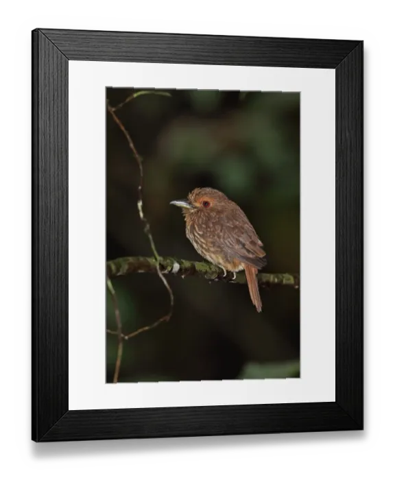 Framed Print : White-whiskered Puffbird (Malacoptila panamensis panamensis) adult, perched on twig, Plantation Trail, Panama, November