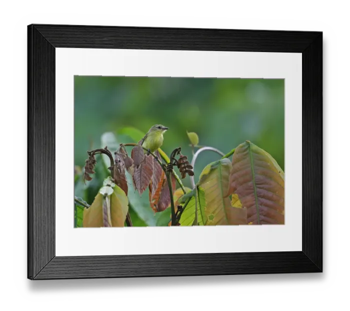 Framed Print : Yellow Tyrannulet (Capsiempis flaveola semiflava) adult, perched on leaf stem in treetop, Rio Indio, Panama, October
