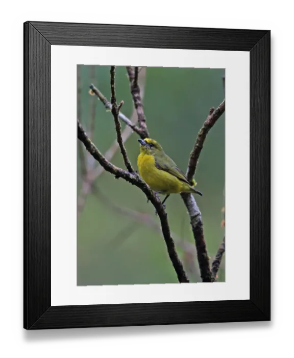 Framed Print : Yellow-crowned Euphonia (Euphonia luteicapilla) adult female, perched on twig, El Valle, Panama, November Framed Print : Yellow-crowned Euphonia (Euphonia luteicapilla) adult female, perched on twig, El Valle, Panama, November