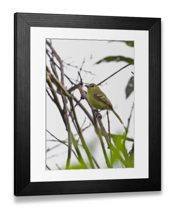 Framed Print : Yellow Tyrannulet (Capsiempis flaveola semiflava) adult, perched on twig, Rio Indio, Panama, October