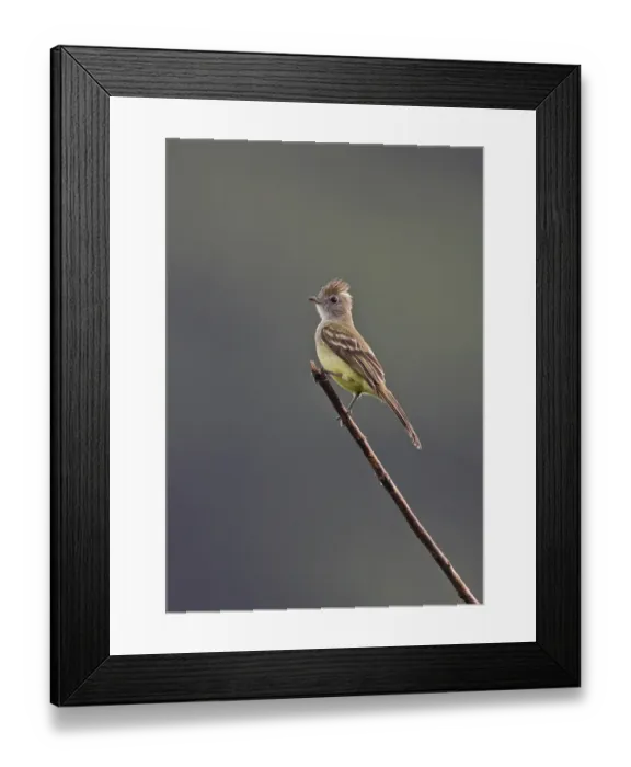 Framed Print : Yellow-bellied Elaenia (Elaenia flavogaster pallididorsalis) adult, perched on twig, Rio Indio, Panama, October