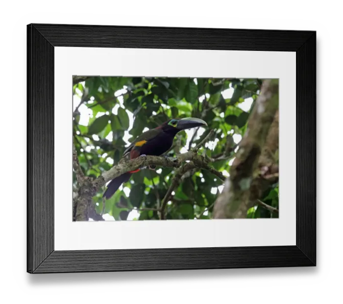 Framed Print : Yellow-eared Toucanet (Selenidera spectabilis) adult female, perched on branch, Cerro Azul, Panama, November Framed Print : Yellow-eared Toucanet (Selenidera spectabilis) adult female, perched on branch, Cerro Azul, Panama, November