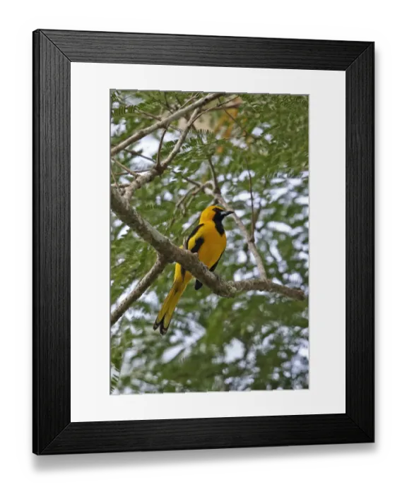Framed Print : Yellow-tailed Oriole (Icterus mesomelas carrikeri) adult male, perched on branch, Chagres River, Panama, November