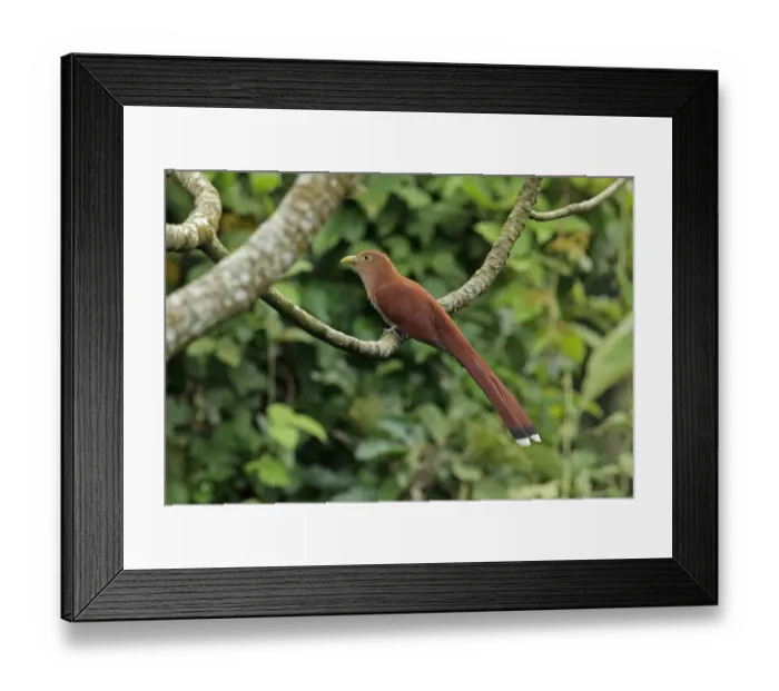 Framed Print : Squirrel Cuckoo (Piaya cayana thermophila) adult, perched on branch, Chagres River, Panama, November