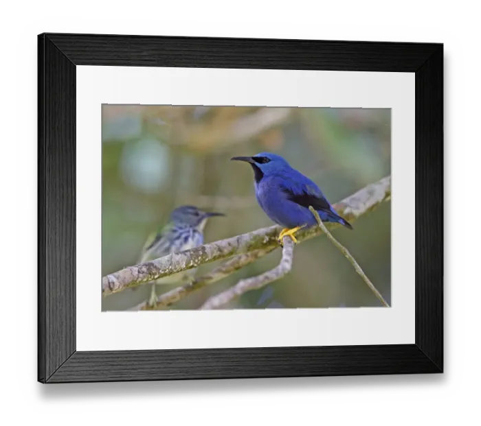 Framed Print : Shining Honeycreeper (Cyanerpes lucidus isthmicus) adult male, perched on twig, with female in background, Cerro Azul Framed Print : Shining Honeycreeper (Cyanerpes lucidus isthmicus) adult male, perched on twig, with female in background, Cerro Azul