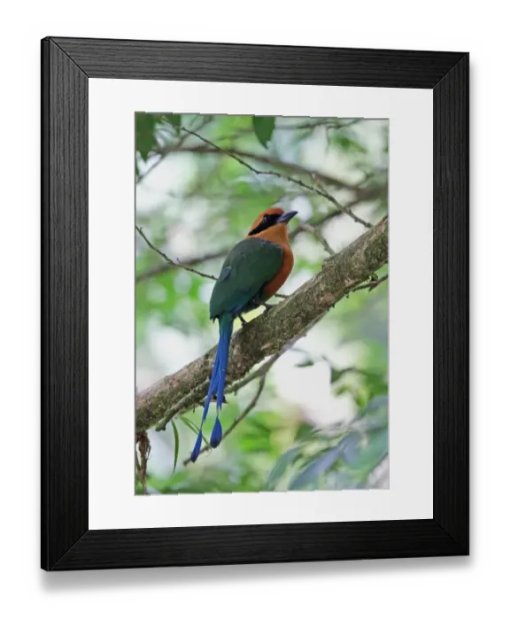 Framed Print : Rufous Motmot (Baryphthengus martii semirufus) adult, perched on branch, Canopy Lodge, El Valle, Panama, October Framed Print : Rufous Motmot (Baryphthengus martii semirufus) adult, perched on branch, Canopy Lodge, El Valle, Panama, October