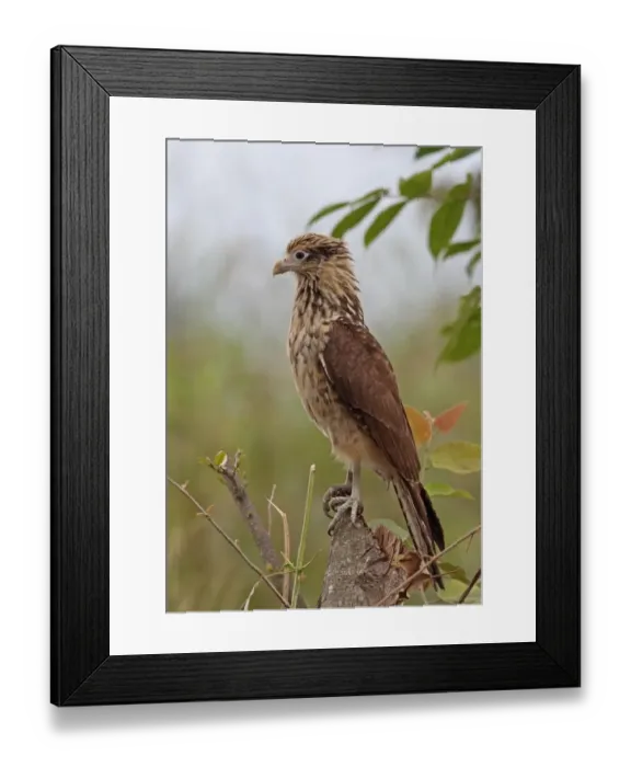 Framed Print : Yellow-headed Caracara (Milvago chimachima cordata) immature, perched on cut tree, Juan Hombron, Panama, October Framed Print : Yellow-headed Caracara (Milvago chimachima cordata) immature, perched on cut tree, Juan Hombron, Panama, October