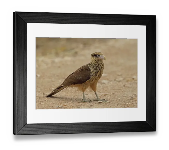 Framed Print : Yellow-headed Caracara (Milvago chimachima cordata) immature, standing beside bone on dirt road, Juan Hombron, Panama Framed Print : Yellow-headed Caracara (Milvago chimachima cordata) immature, standing beside bone on dirt road, Juan Hombron, Panama