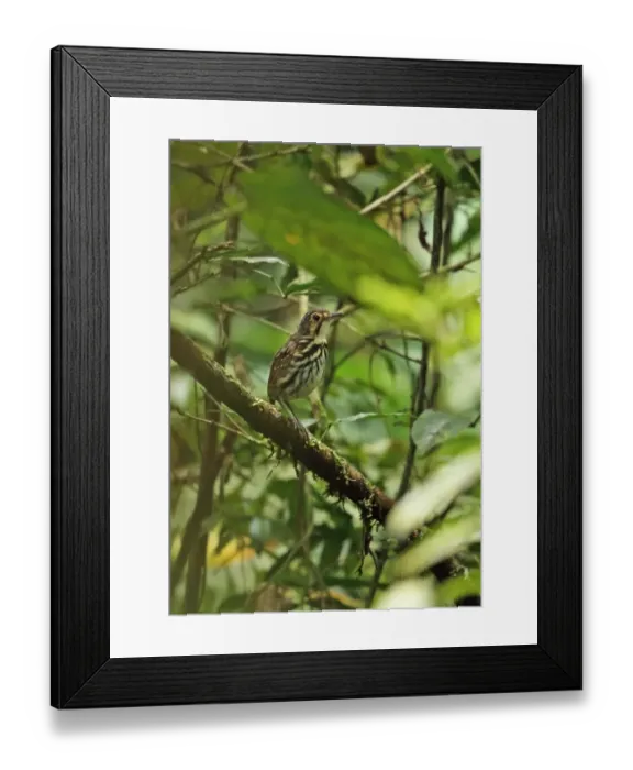 Framed Print : Streak-chested Antpitta (Hylopezus perspicillatus perspicillatus) adult, perched on branch, Altos del Maria, Panama Framed Print : Streak-chested Antpitta (Hylopezus perspicillatus perspicillatus) adult, perched on branch, Altos del Maria, Panama