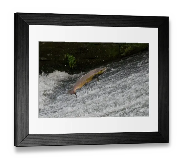 Framed Print : Atlantic Salmon (Salmo salar) adult male, leaping up cascade, moving upstream to spawning ground, Topcliffe Weir Framed Print : Atlantic Salmon (Salmo salar) adult male, leaping up cascade, moving upstream to spawning ground, Topcliffe Weir