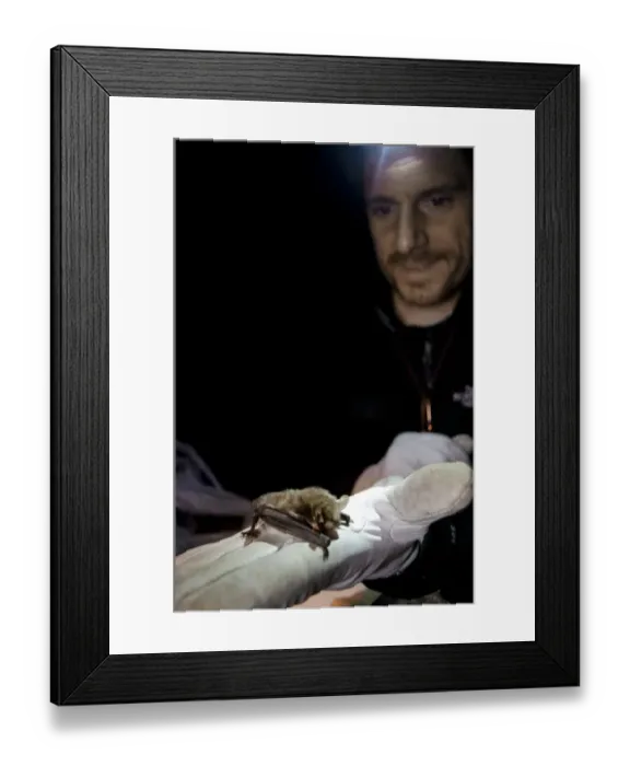 Framed Print : Natterers Bat (Myotis nattereri) adult, held in gloved hand of researcher during survey at night, Colwick Woods Framed Print : Natterers Bat (Myotis nattereri) adult, held in gloved hand of researcher during survey at night, Colwick Woods