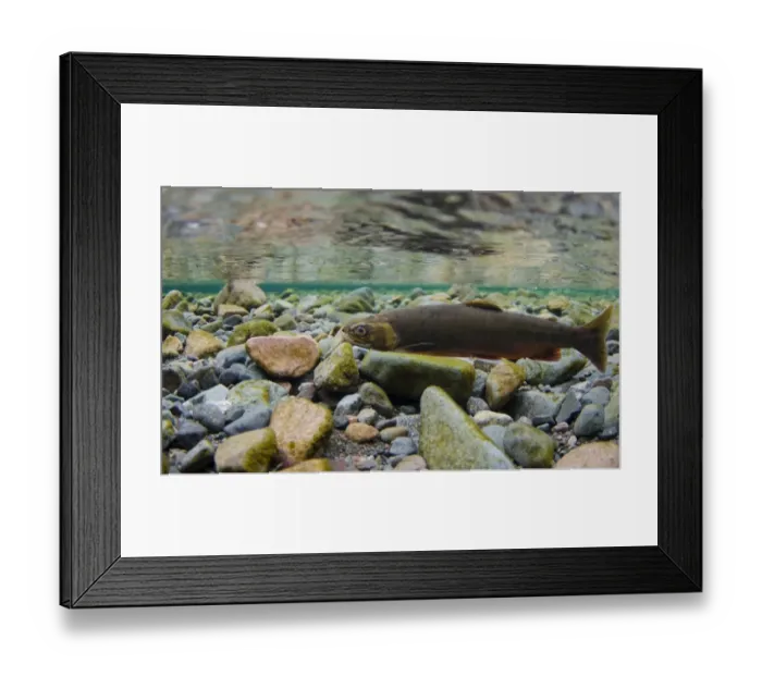 Framed Print : Arctic Char (Salvelinus alpinus) adult female, swimming underwater in river flowing into glacial lake during spawning Framed Print : Arctic Char (Salvelinus alpinus) adult female, swimming underwater in river flowing into glacial lake during spawning