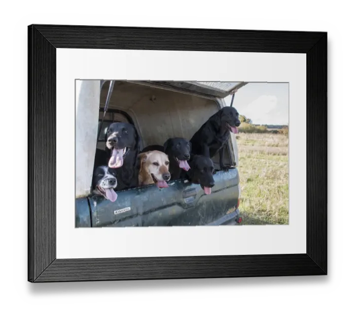 Framed Print : Working gundogs in pick-up, they will be used to flush Pheasants and Partridges for game shooting Framed Print : Working gundogs in pick-up, they will be used to flush Pheasants and Partridges for game shooting