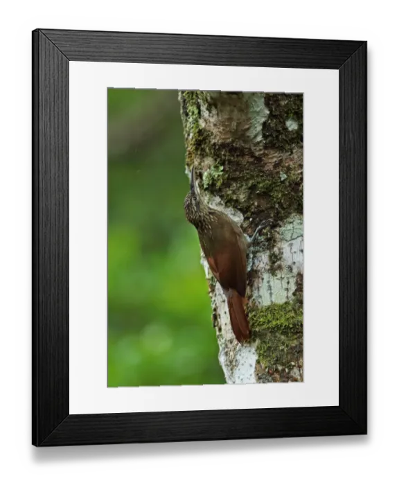Framed Print : Cocoa Woodcreeper (Xiphorhynchus susurrans nanus) adult, clinging to tree trunk, Canopy Lodge, El Valle, Panama