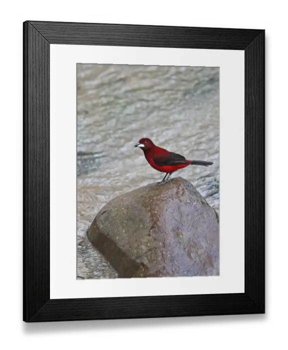Framed Print : Crimson-backed Tanager (Ramphocelus dimidiatus dimidiatus) adult male, standing on rock in river, Canopy Lodge Framed Print : Crimson-backed Tanager (Ramphocelus dimidiatus dimidiatus) adult male, standing on rock in river, Canopy Lodge