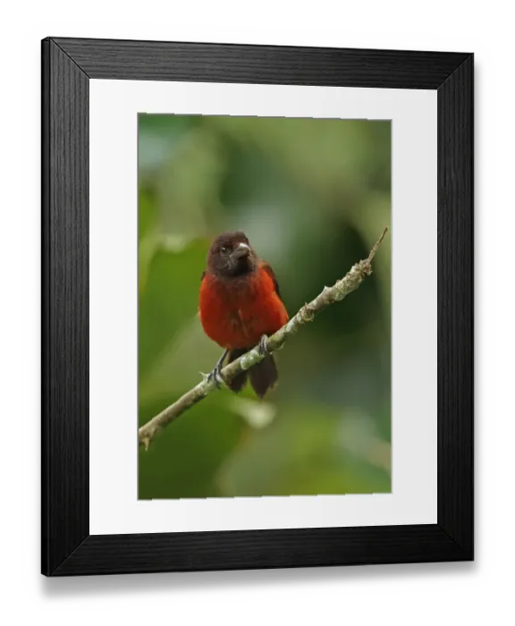 Framed Print : Crimson-backed Tanager (Ramphocelus dimidiatus dimidiatus) adult female, perched on twig, Canopy Lodge, El Valle Framed Print : Crimson-backed Tanager (Ramphocelus dimidiatus dimidiatus) adult female, perched on twig, Canopy Lodge, El Valle