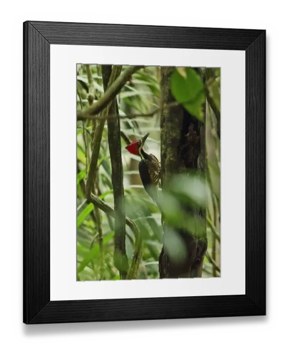 Framed Print : Crimson-crested Woodpecker (Campephilus melanoleucos malherbii) adult female, clinging to tree trunk, Canopy Tower Framed Print : Crimson-crested Woodpecker (Campephilus melanoleucos malherbii) adult female, clinging to tree trunk, Canopy Tower