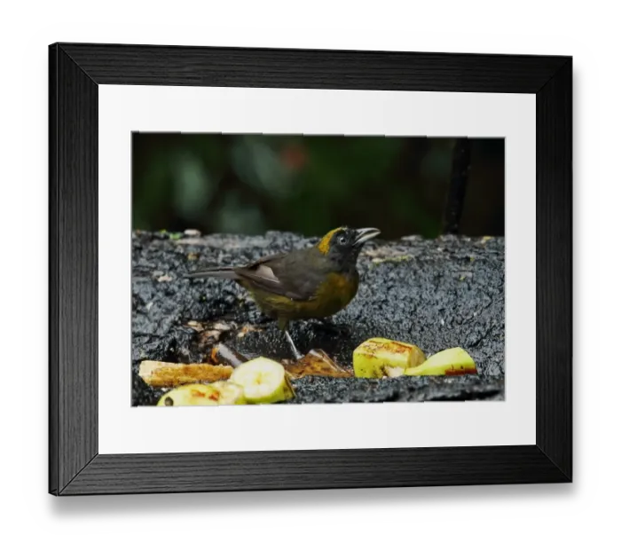 Framed Print : Dusky-faced Tanager (Mitrospingus cassinii cassinii) adult, feeding on fruit at birdtable during rainfall Framed Print : Dusky-faced Tanager (Mitrospingus cassinii cassinii) adult, feeding on fruit at birdtable during rainfall