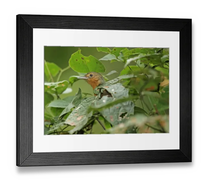 Framed Print : Dusky Antbird (Cercomacra tyrannina tyrannina) adult, perched amongst dense vegetation, Pipeline Road, Panama, November Framed Print : Dusky Antbird (Cercomacra tyrannina tyrannina) adult, perched amongst dense vegetation, Pipeline Road, Panama, November